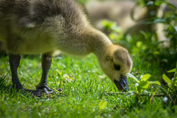 G&auml;nsek&uuml;ken