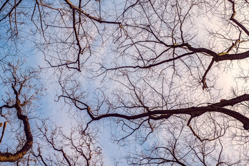 Tree branches against cloudy sky