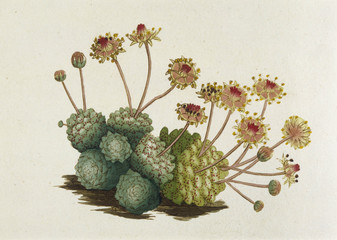 Sempervivum Monanthes. Date: 1789