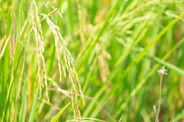 close up of yellow and green rice field, rice seed before harvest. nature background