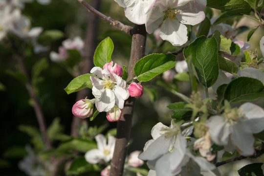 Apple Tree, North Khorasan, Iran
