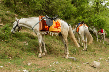 Excursions on horseback. Halt on the mountain pasture
