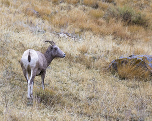 BIGHORN SHEEP IN MEADOW STOCK IMAGE