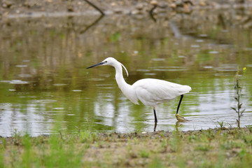 Seidenreiher bei der Futtersuche
