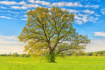 A large lime tree on green meadow on sunny bright summer day