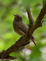 Bird sitting on the branch of a tree in spring