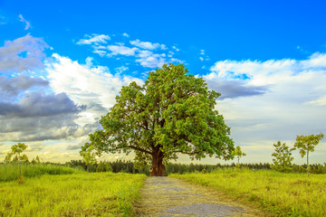 Fototapeta na wymiar Lonely tree in a green field.