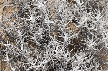 Top view to tillandsia plant