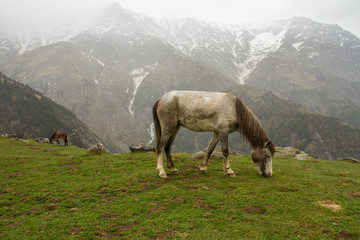 Mountain pasture. Mountain Pass Triund. Horse on vacation