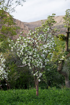Apple Tree, North Khorasan, Iran