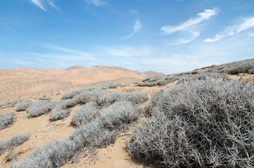 Tillandsia plant in extreme terrain of desert