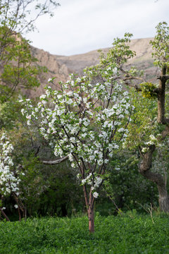 Apple Tree, North Khorasan, Iran