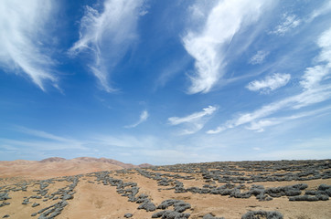 Fototapeta na wymiar Desert covered with tillandsia plant under beautiful blue cloudy sky