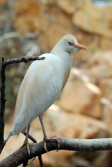 Ferme des crocodiles de Pierrelatte : Oiseaux exotiques (Dr&ocirc;me-France)