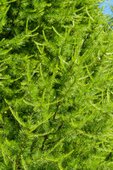 Green pine branches close-up