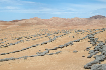 Fototapeta na wymiar Desert covered with tillandsia plant