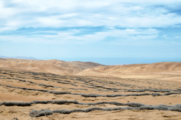 Stripes of tillandsia plant in desert