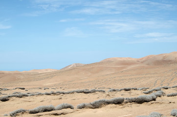Fototapeta na wymiar Dweller of the desert — tillandsia plant