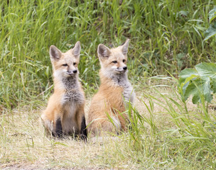 RED FOX KITS ON GREEN GRASS STOCK IMAGE