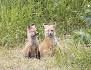 RED FOX KITS ON GREEN GRASS STOCK IMAGE
