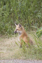 RED FOX KIT ON GREEN GRASS STOCK IMAGE