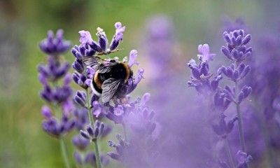 Erdhummel in Lavendelblüten © Manfred Richter