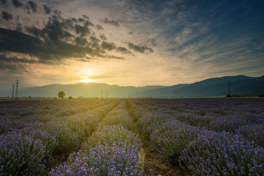 Lavender fields. Beautiful image of lavender field