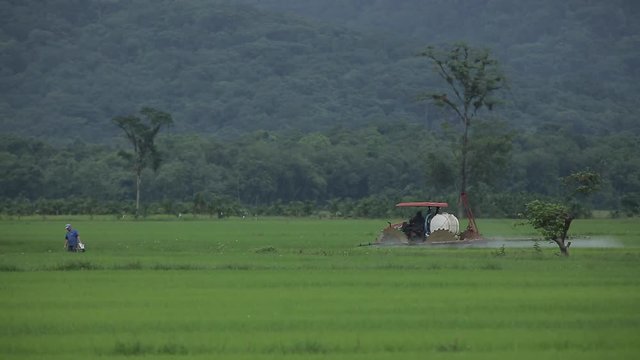 trator passando veneno em planta&ccedil;&atilde;o de arroz