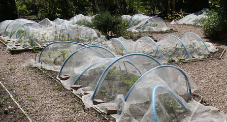 Plastic Hoops and Fleece to Protect Garden Vegetables. © daseaford
