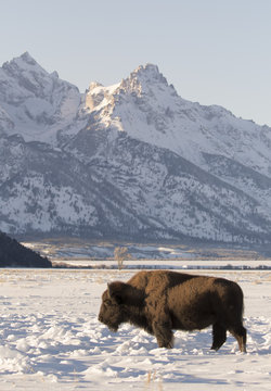 BISON IN SAGEBRUSH MEADOW STOCK IMAGE