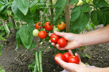 Tomatenernte auf einem Bauernhof