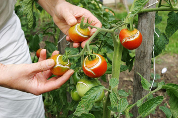 Tomatenernte auf einem Bauernhof