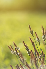 Spring background with beautiful yellow flowers.