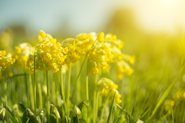 Spring background with beautiful yellow flowers.