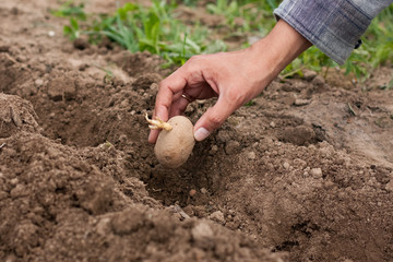 Farmer Male Planting Seedlings Plant Seed Potato With Sprout In Ground In Spring Garden Close Up.