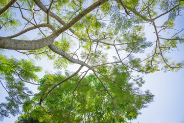 Green Forest background