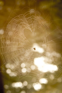 spider web in forest with heart shape