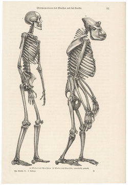 Two skeletons  human and gorilla. Date: late 19th century