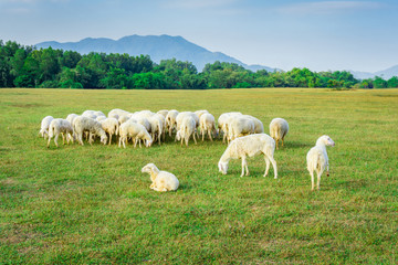 Fototapeta na wymiar The sheep herd in valley