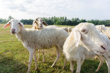 Sheep herd in field