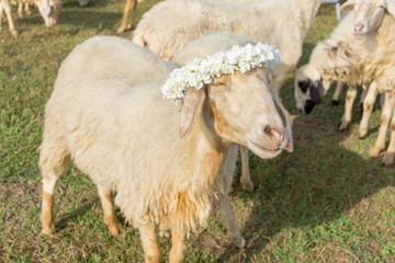 The sheep herd in field