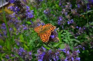 motyl