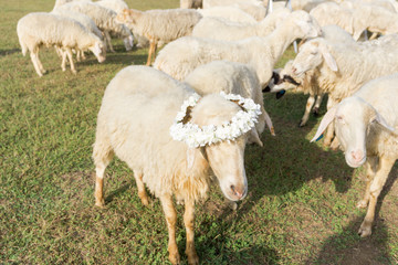 Sheep herd in the field
