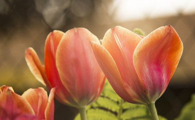 coloful tulips in warm eveing sun