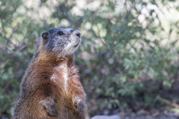 YELLOW-BELLIED MARMOT ON ROCKS STOCK IMAGE