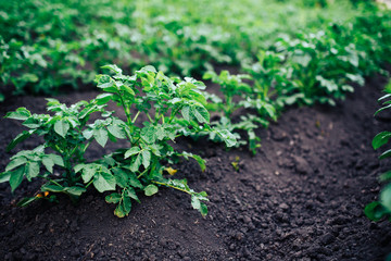 Vegetable garden potato plantations on the ground, concept eco farm, peasants.