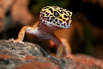 Leopardgecko
