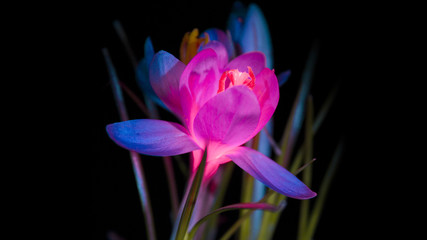 smal fairy flower on black background