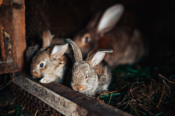 Family rabbits mom and little children live in a pet farm. Concert Eco-meat, breeding rabbits.