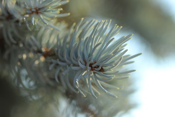Pine tree close-up